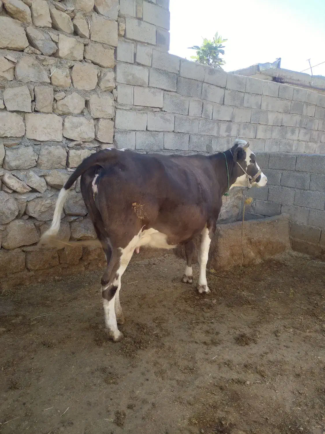 گاووگوساله|حیوانات مزرعه|کوهدشت, |دیوار