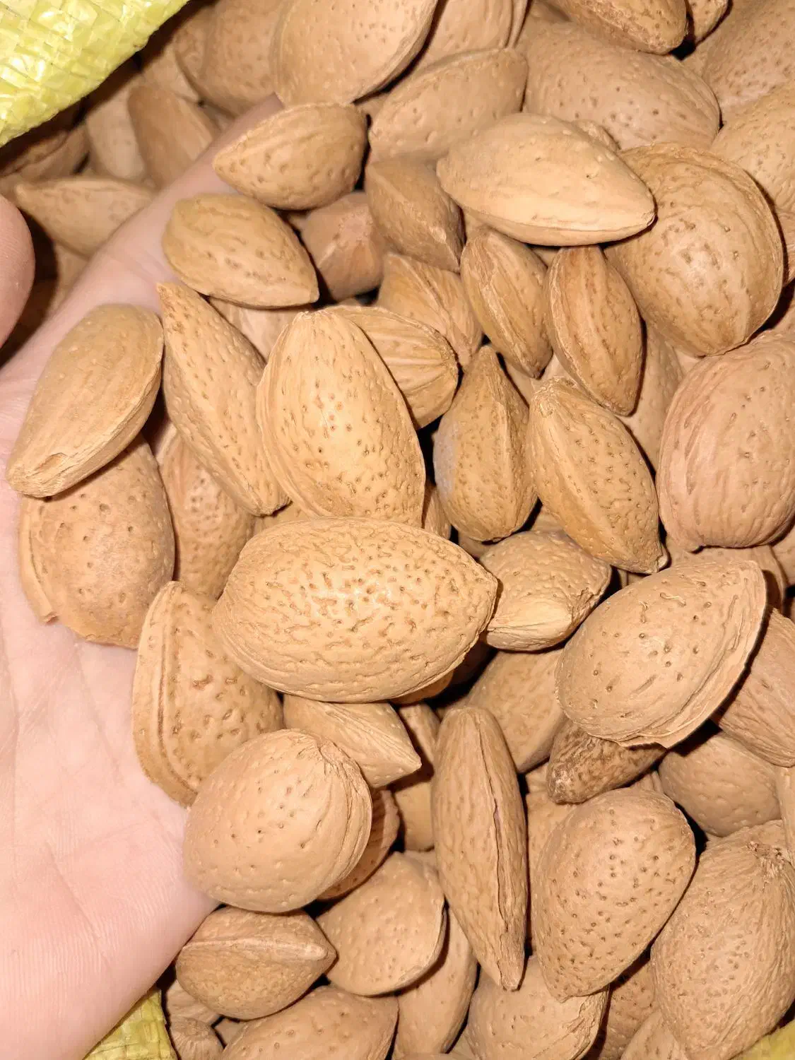 بادام درختی سنگی بوانات|خوردنی و آشامیدنی|شیراز, ریاستی|دیوار