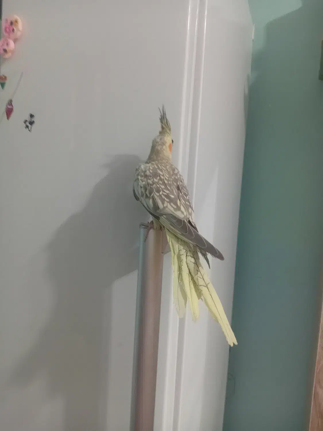 عروس هلندی زیبا|پرنده|گالیکش, |دیوار