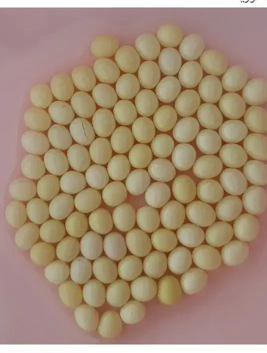 خاویار حلزون جهت تراپی|خزنده|سنندج, |دیوار