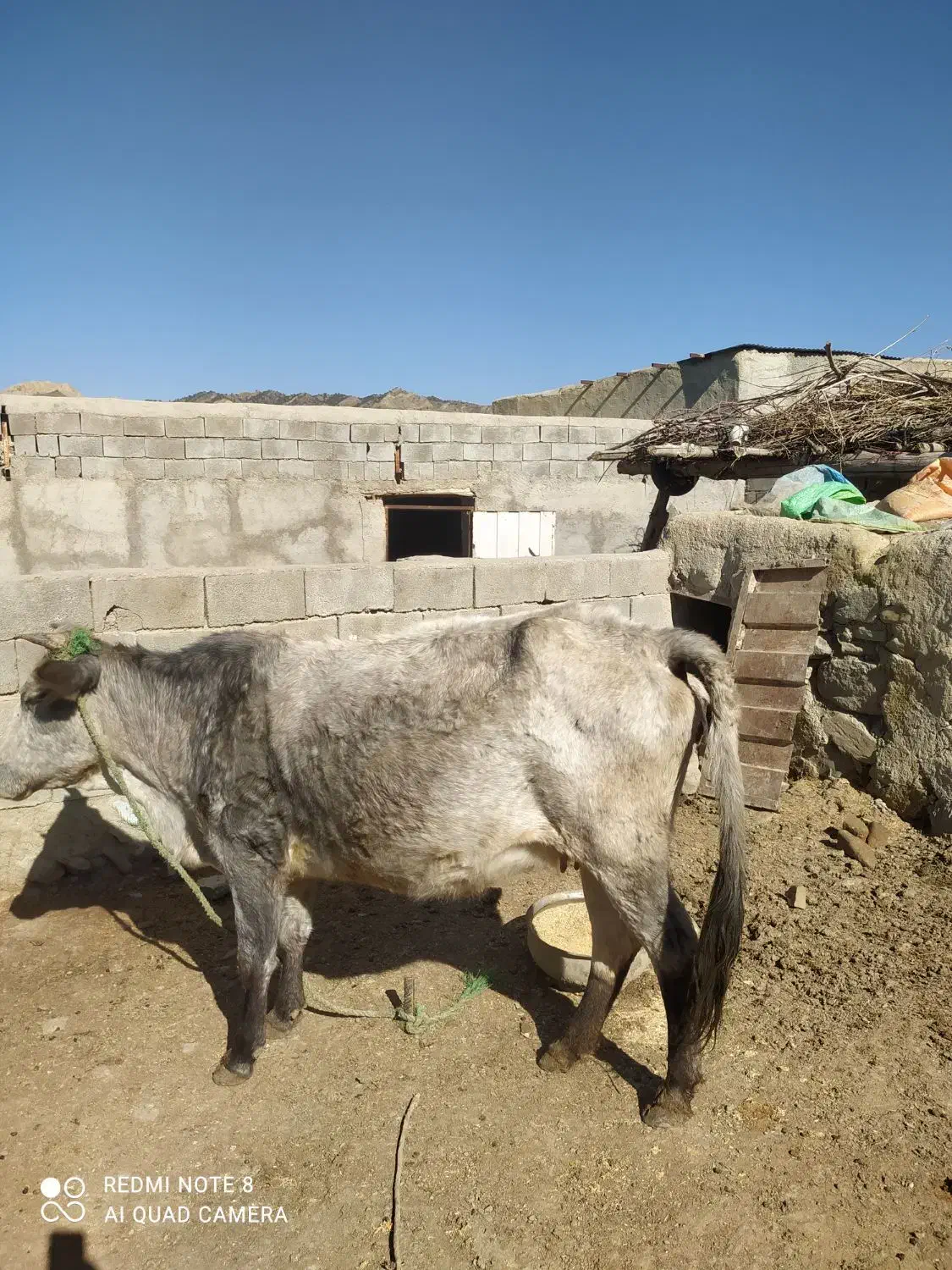 گاو آبستن|حیوانات مزرعه|راز وجرگلان, |دیوار