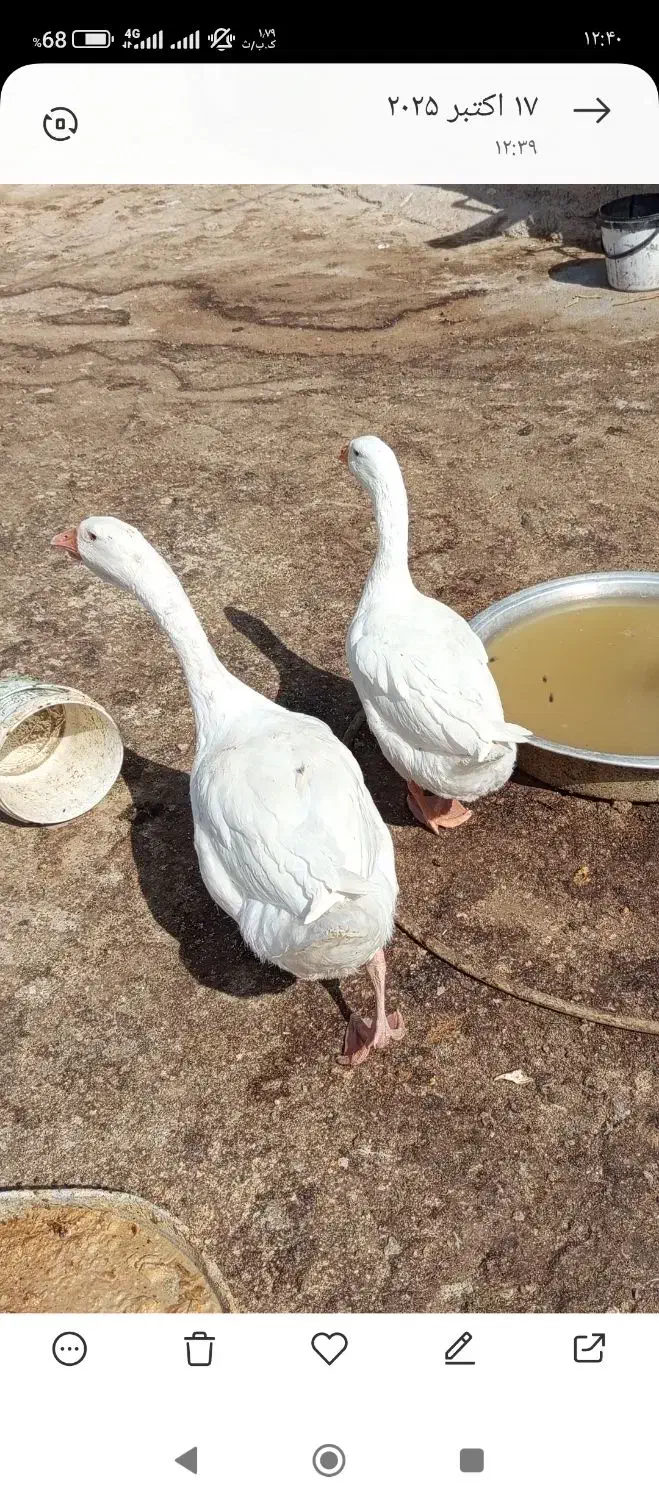 قوغاز یک جفت نزدیک به تخم هستند|حیوانات مزرعه|زابل, |دیوار