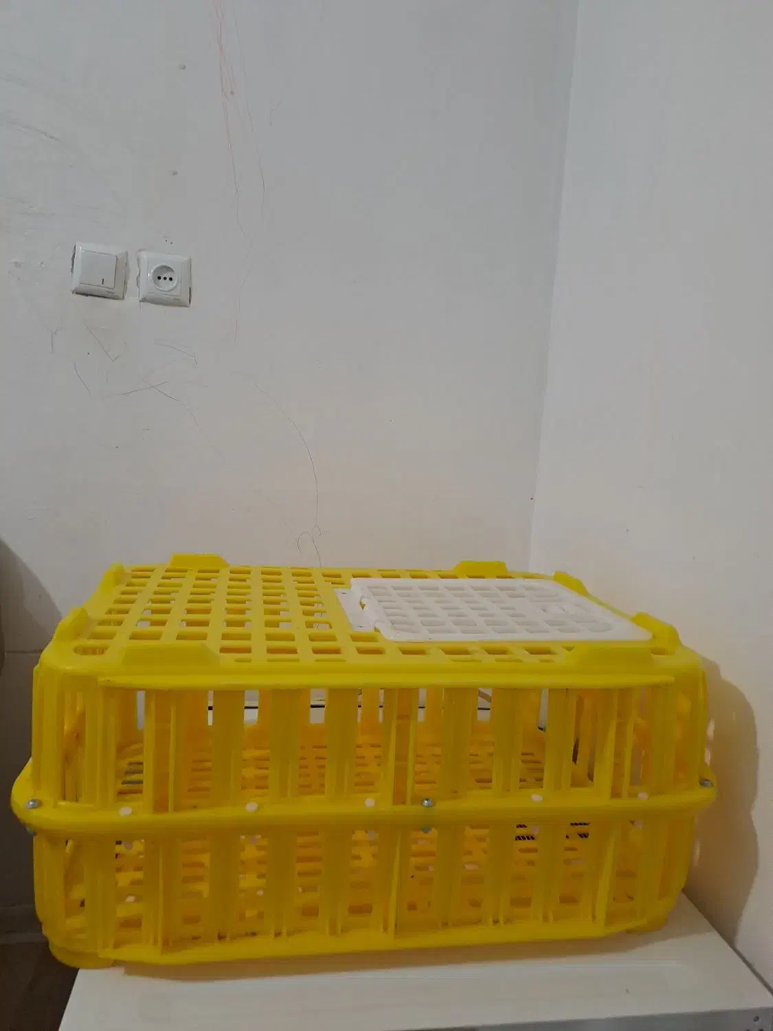 مرغ گلین لری اصیل وتعدادی قفس|حیوانات مزرعه|پلنگ آباد, |دیوار