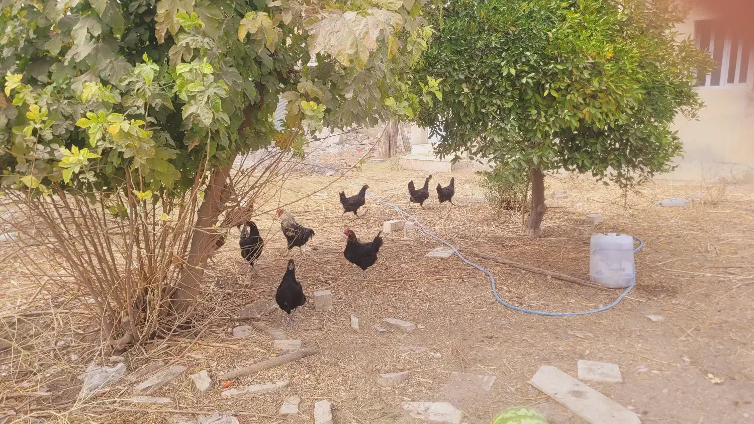 بوقلمون ومرغ وخروس|حیوانات مزرعه|کازرون, |دیوار