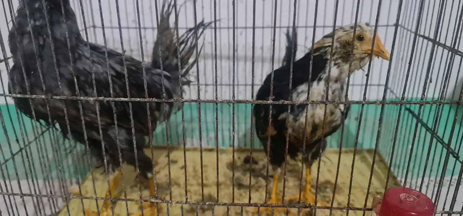 فروش مرغ و خروس|حیوانات مزرعه|جم, |دیوار