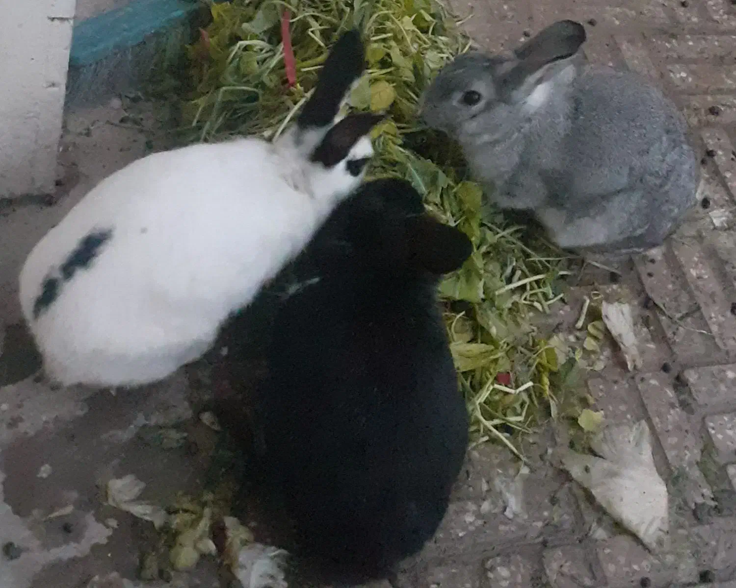 ۳ عدد خرگوش|موش و خرگوش|اصفهان, شمس آباد|دیوار