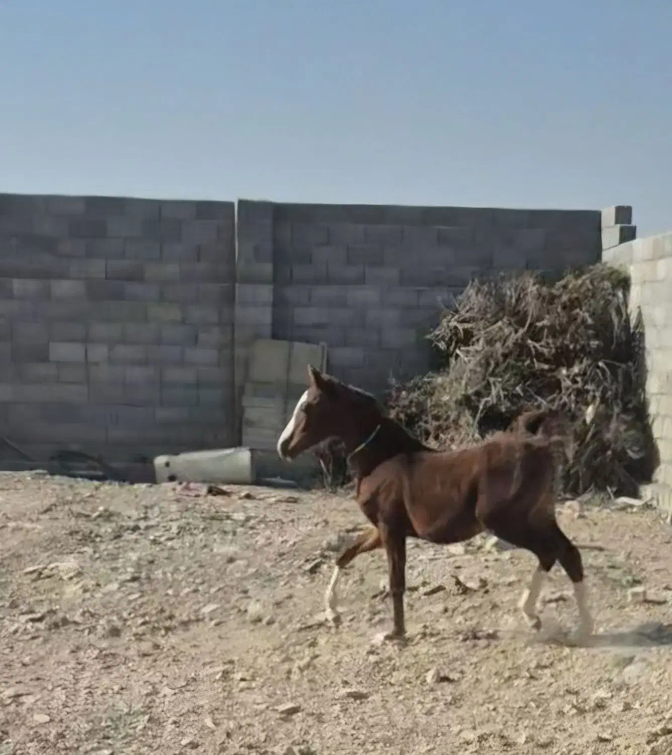 فروش|اسب و تجهیزات اسب‌سواری|فلاورجان, |دیوار