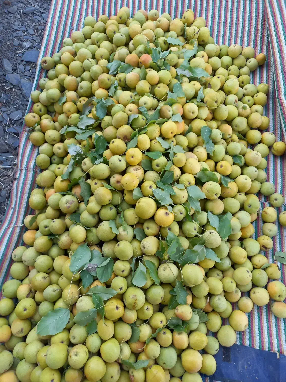 ههرمه ناسکه، جوان، عمده و کیلویی|خوردنی و آشامیدنی|آرمرده, |دیوار