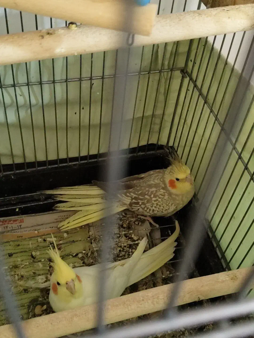 عروس هلندی کوتوله برزیلی|پرنده|صحنه, |دیوار