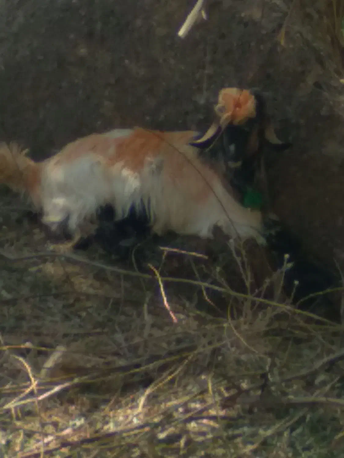 کهره تخمی|حیوانات مزرعه|شهرکرد, |دیوار