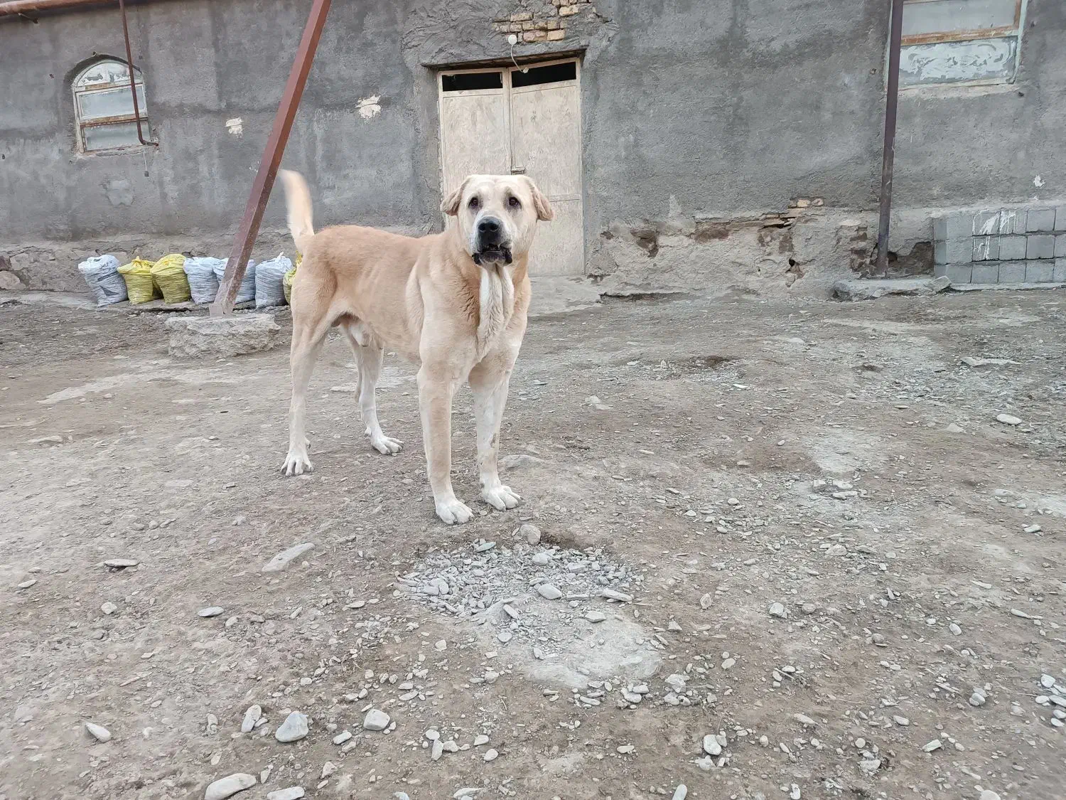 واگذاری سگ پژدر|سگ|مشهد, وکیلآباد|دیوار