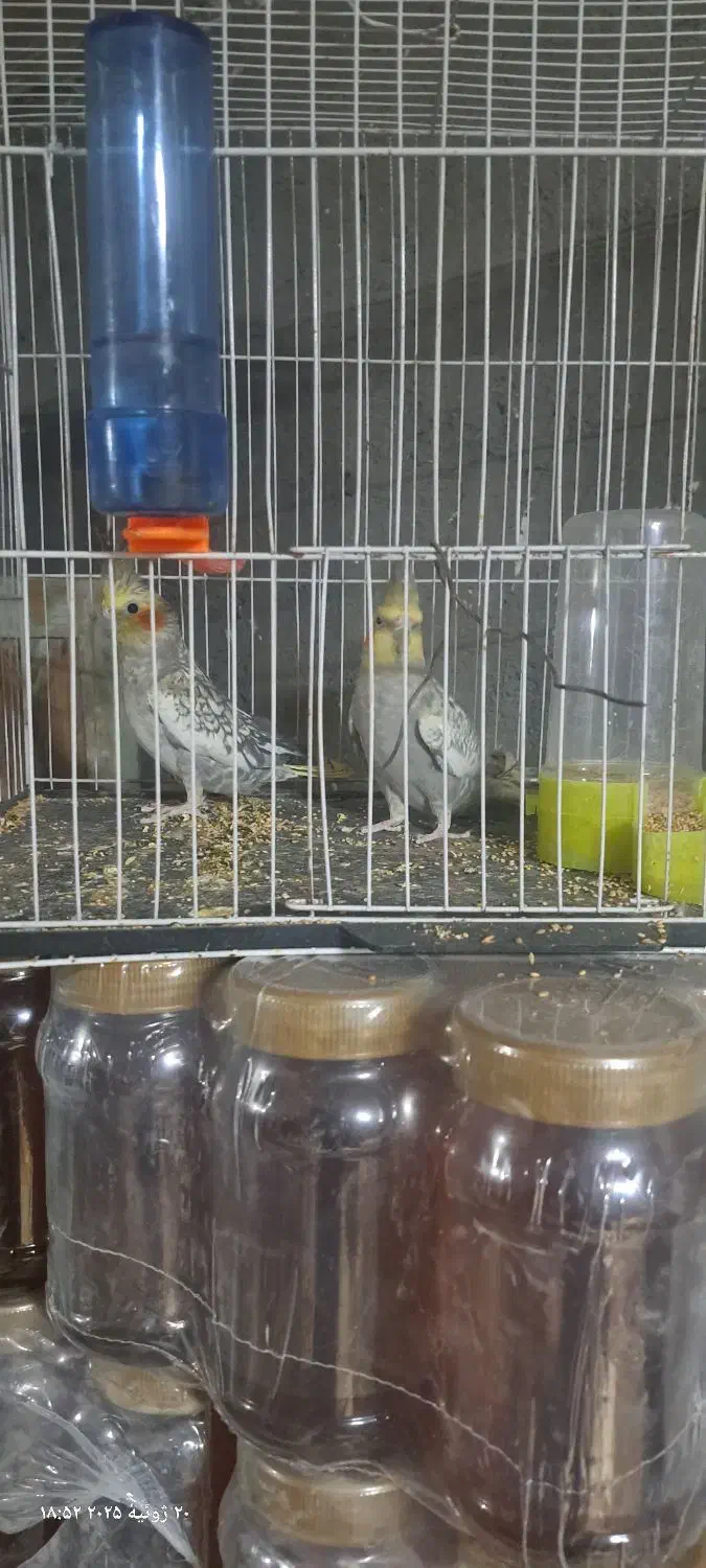 عروس هلندی پرو بال صاف|پرنده|مشهد, آزادشهر|دیوار