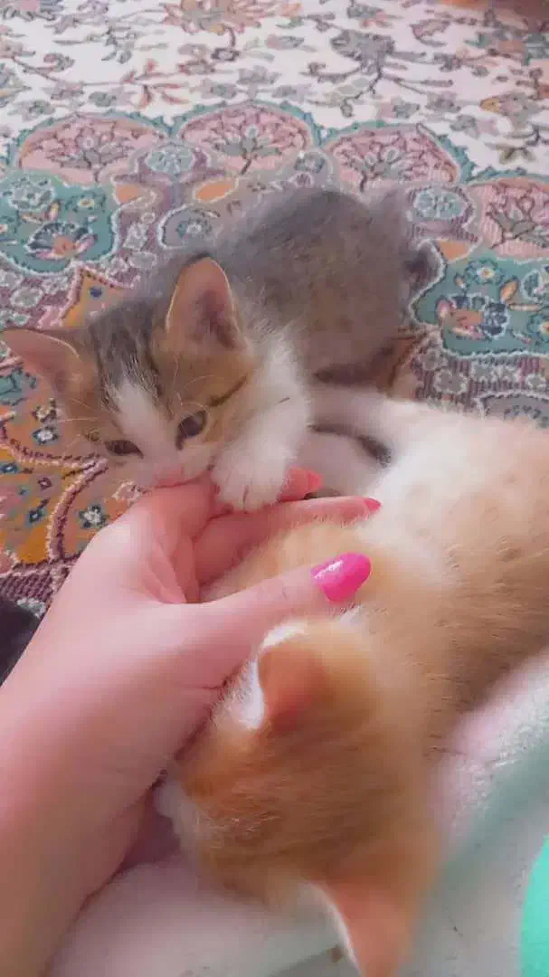 گربه ی ۳ ماهه ماده رایگان|گربه|ارومیه, |دیوار