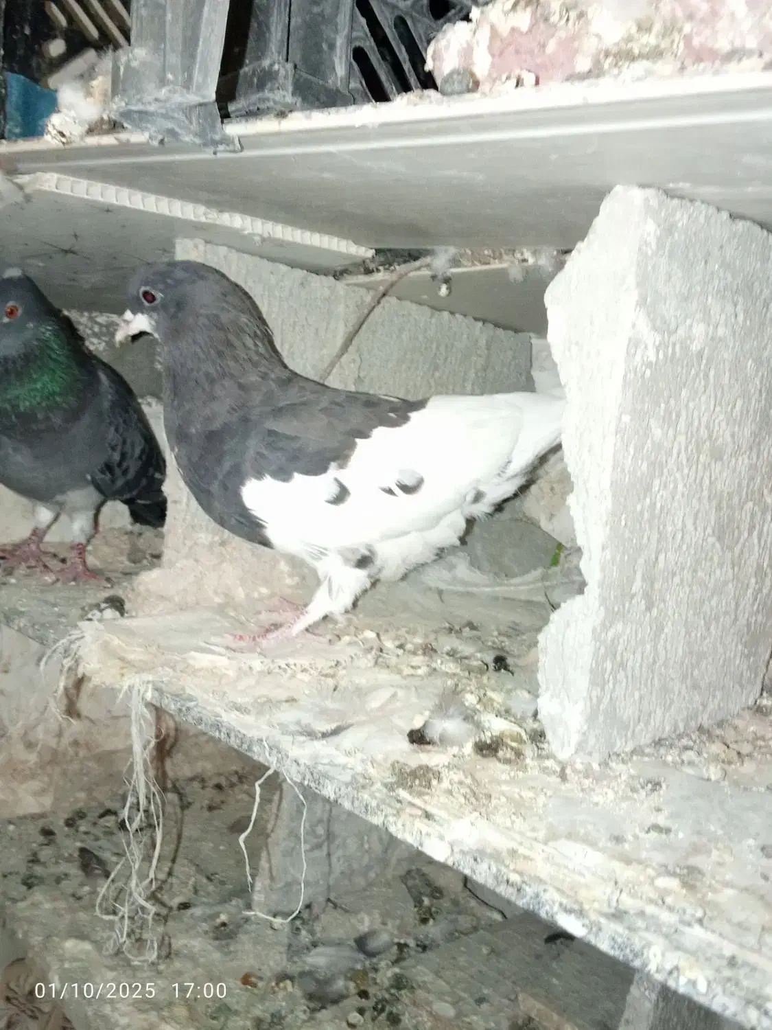 کبوتر یال|پرنده|دوگنبدان, |دیوار