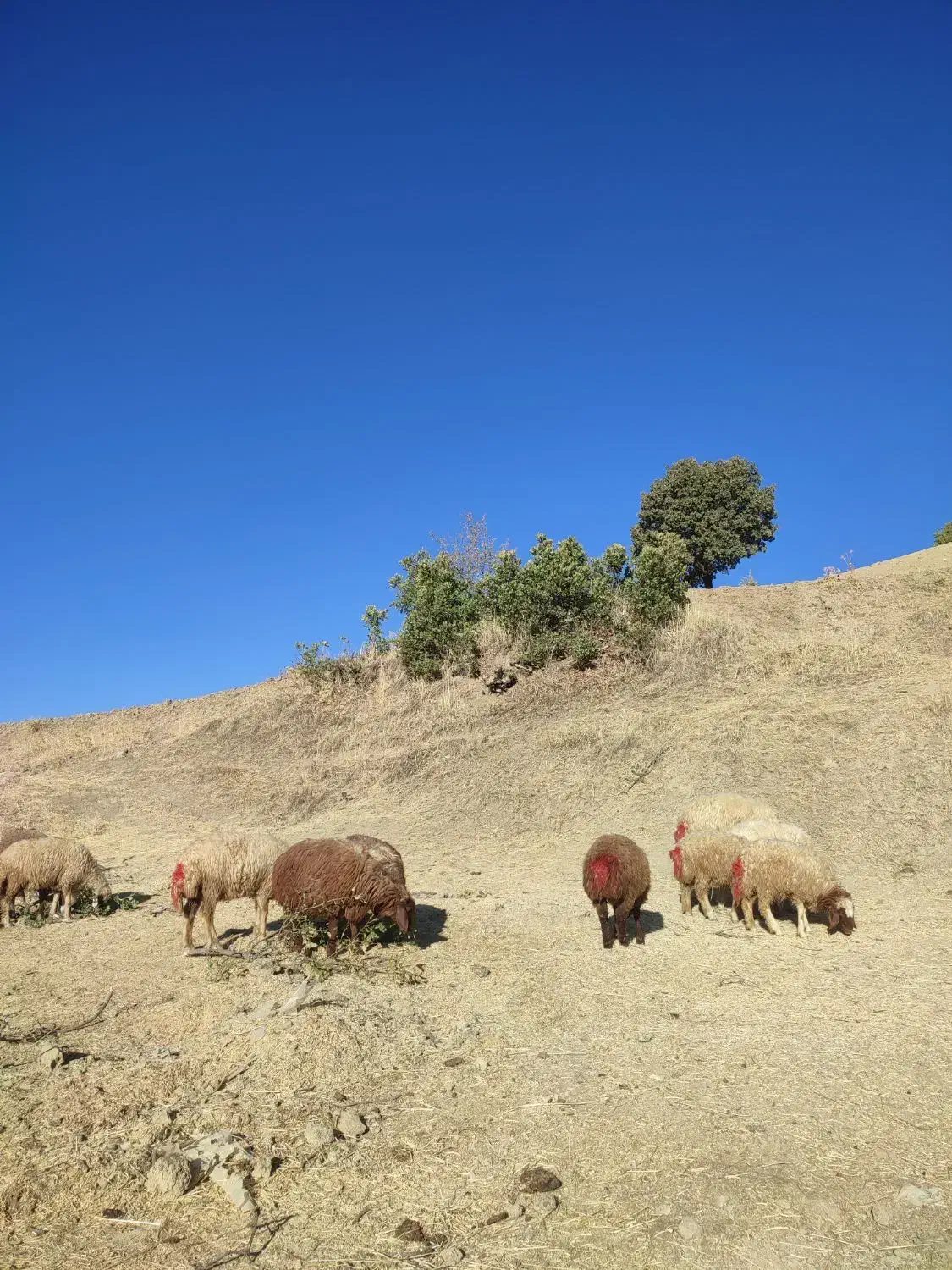 9راس کاور ماده 1ورن دو شیر سرحال گوشتی و پروار|حیوانات مزرعه|جوانرود, |دیوار
