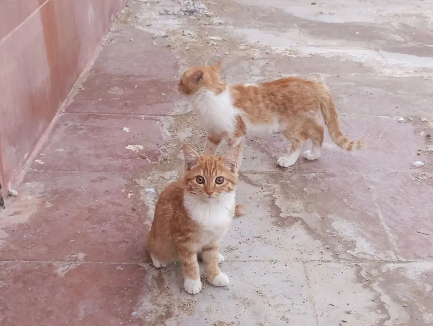 گربه|گربه|یزد, |دیوار