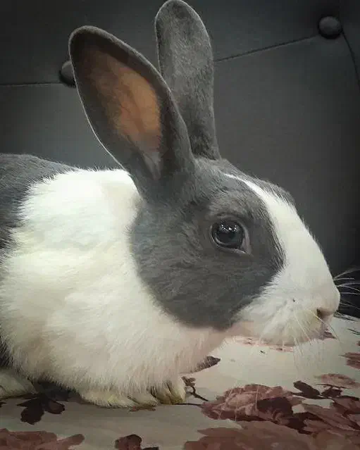 واگذاری رایگان یک خرگوش نر بالغ سالم و سرحال|موش و خرگوش|رشت, آتشگاه|دیوار
