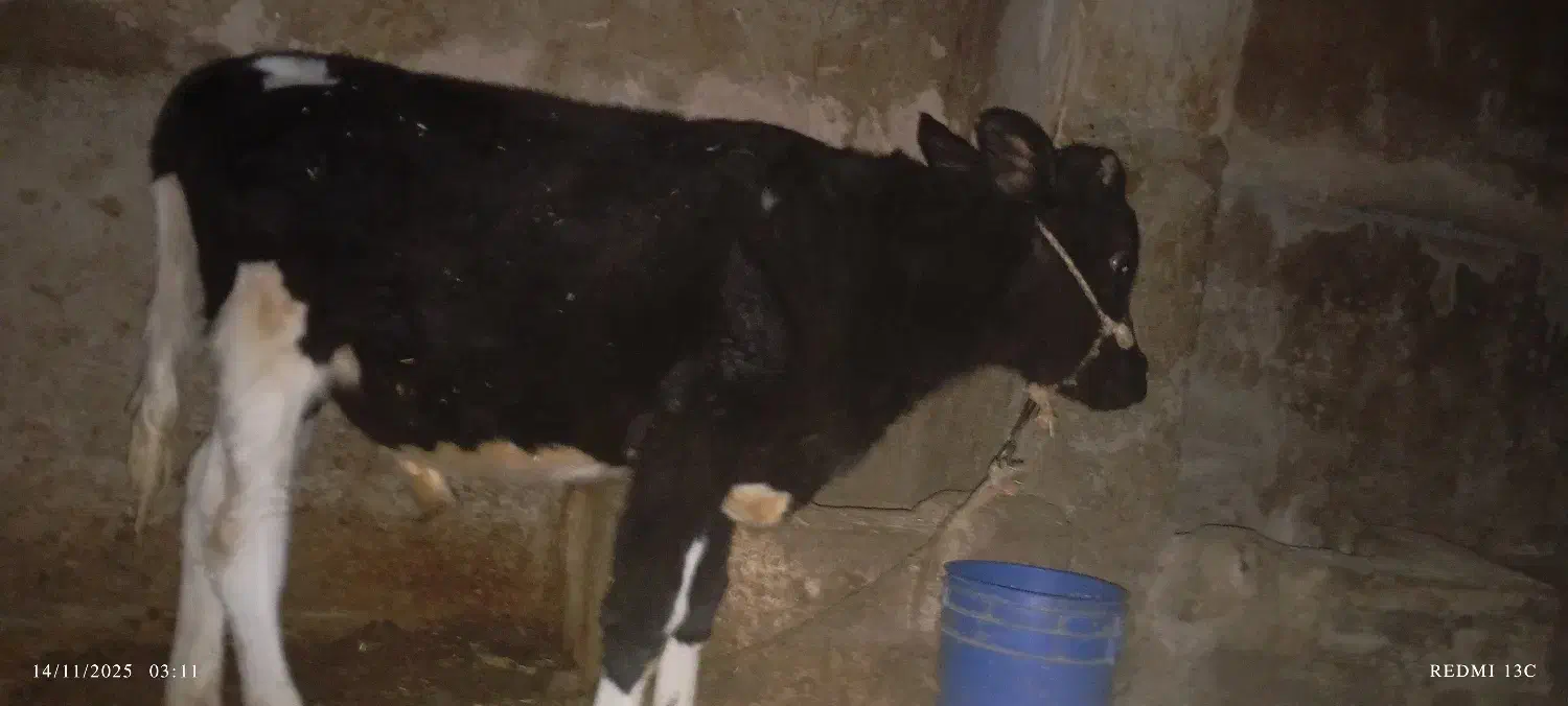 گاو و گوساله نر|حیوانات مزرعه|صحنه, |دیوار