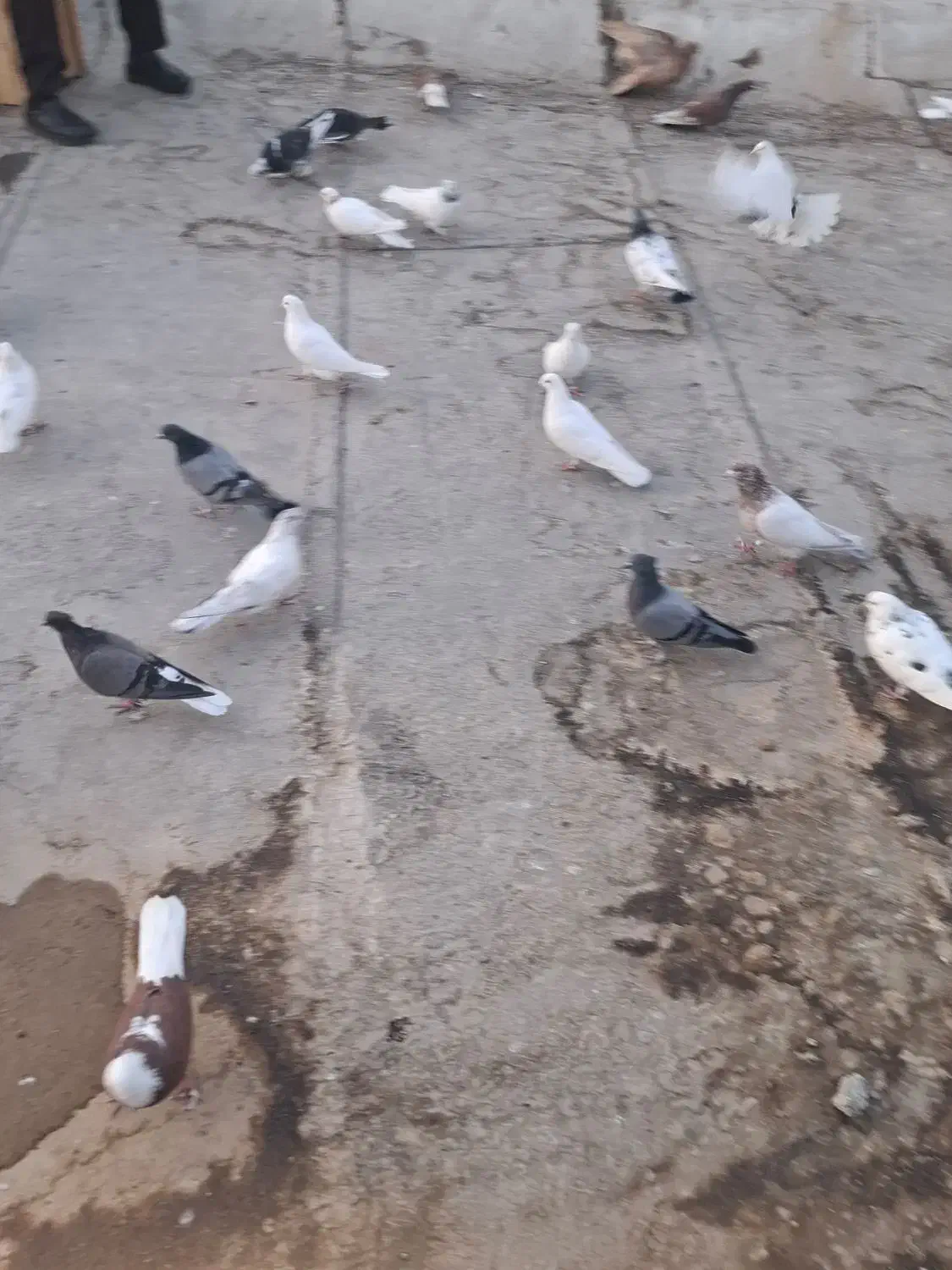 کبوتر دم سفید|پرنده|گرمدره, |دیوار