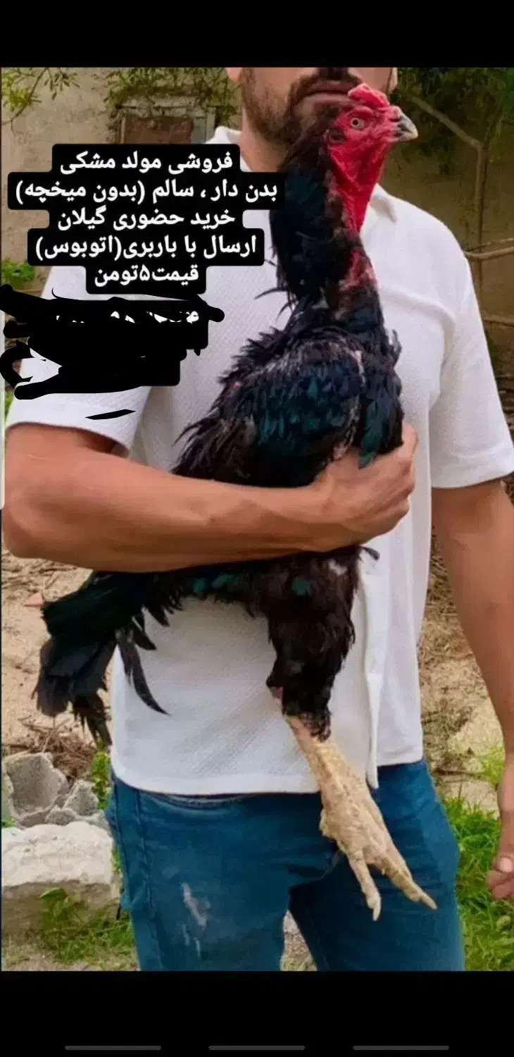 خروس لاری مشکی جوجه مولد سیاه  یه تیغ مشکی|حیوانات مزرعه|رشت, حومه رشت|دیوار