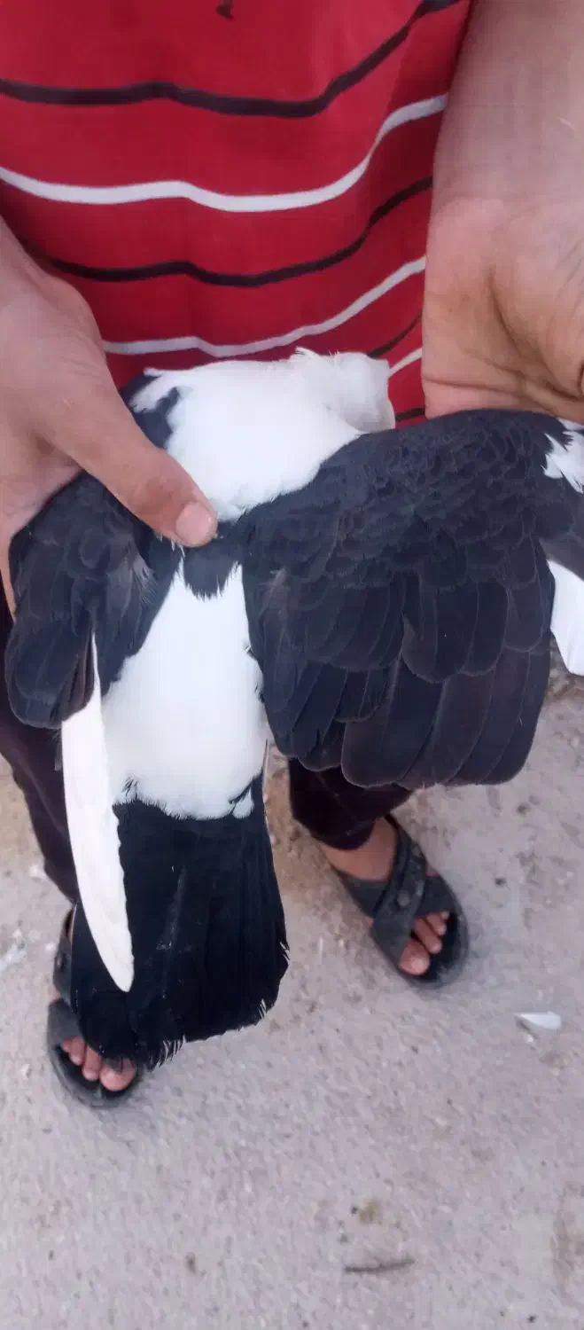 کبوتر|پرنده|سورنا, |دیوار