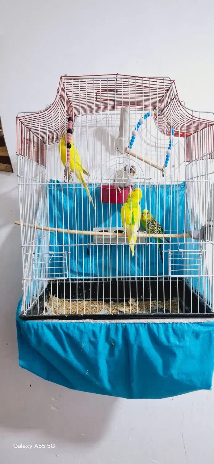 مرغ عشق دستی|پرنده|شوش, |دیوار