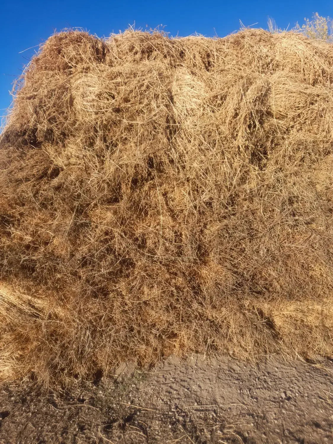 یونجه|عمده‌فروشی|مرادلو, |دیوار