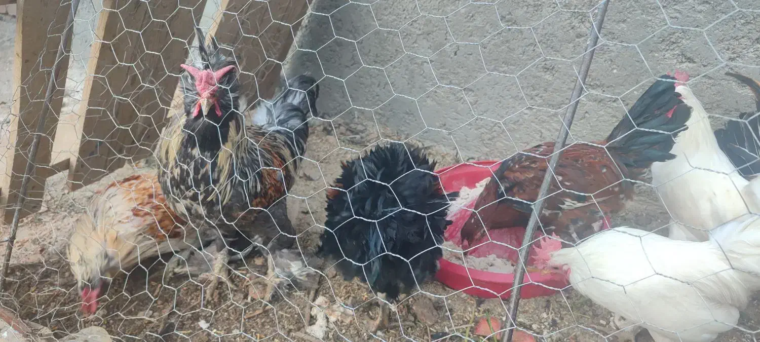 خروس زینتی و خانگی|حیوانات مزرعه|مهریز, |دیوار