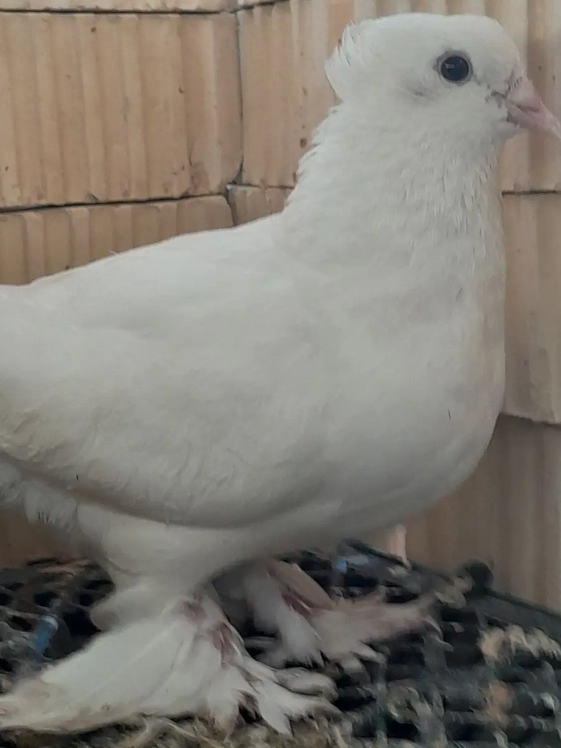 کبوتر یا کفتر|پرنده|کوه چنار, |دیوار