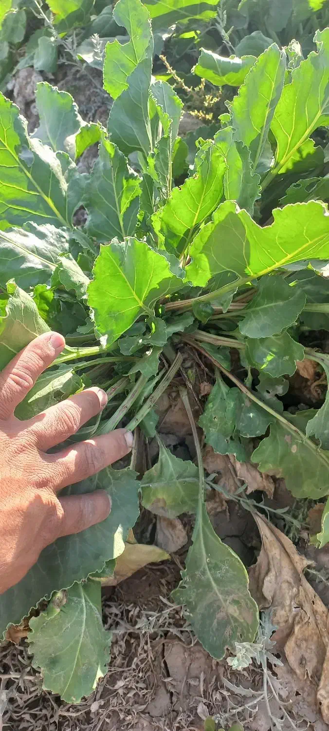 پیش فروش چغندر ولایتی مخصوص دام|خدمات باغبانی و درختکاری|زاوه, |دیوار