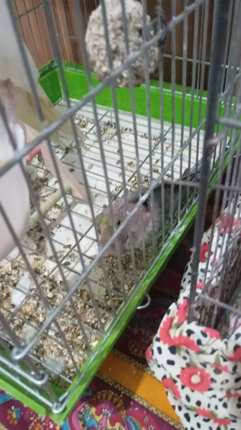 فروشی|پرنده|هشتگرد, شهرک راه آهن|دیوار