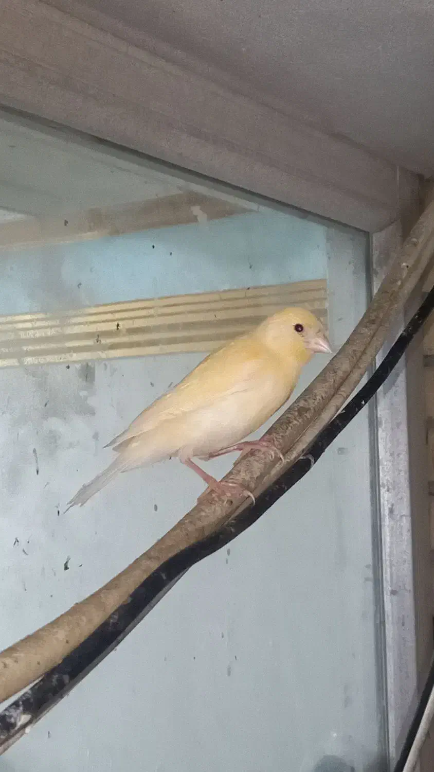 معاوضه با  عروس هلندی نر|پرنده|بندرعباس, |دیوار