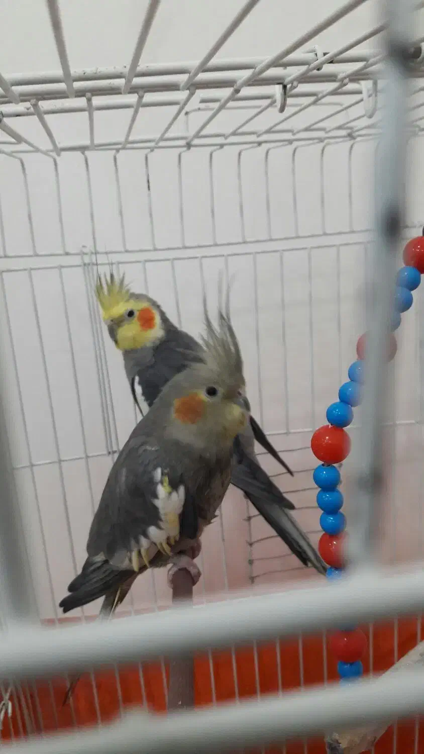 عروس هلندی|پرنده|رشت, تازه آباد|دیوار