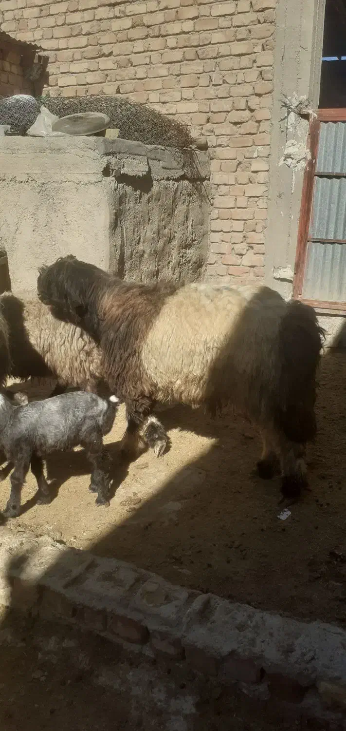 شیشک قوچ|حیوانات مزرعه|مرودشت, ده بید|دیوار