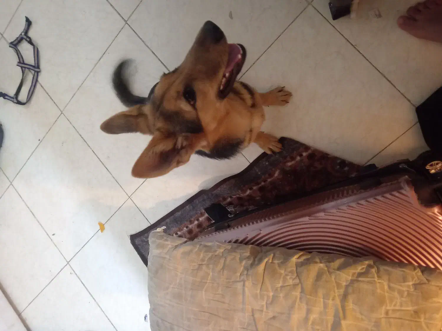 سگ آلمانی|سگ|تبریز, |دیوار