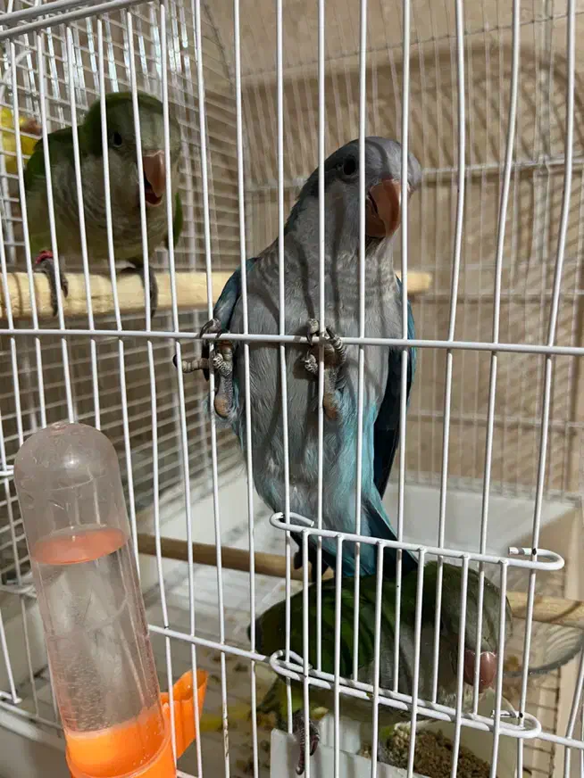 راهب|پرنده|کرج, عظیمیه|دیوار