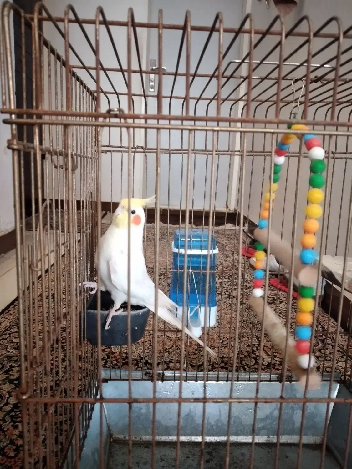 عروس هلندی|پرنده|ایلام, |دیوار