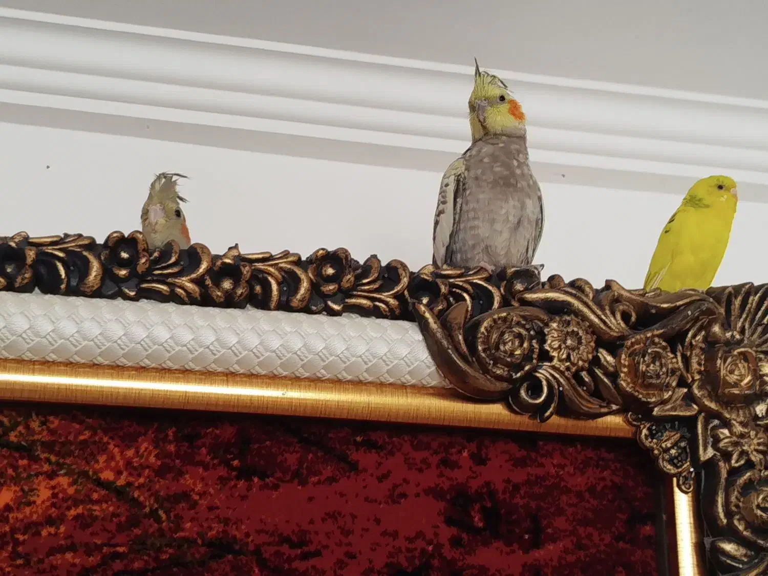 فروش عروس هلندی ویک ماده مرغ عشق زرد|پرنده|مهاباد (آذربایجان غربی), |دیوار