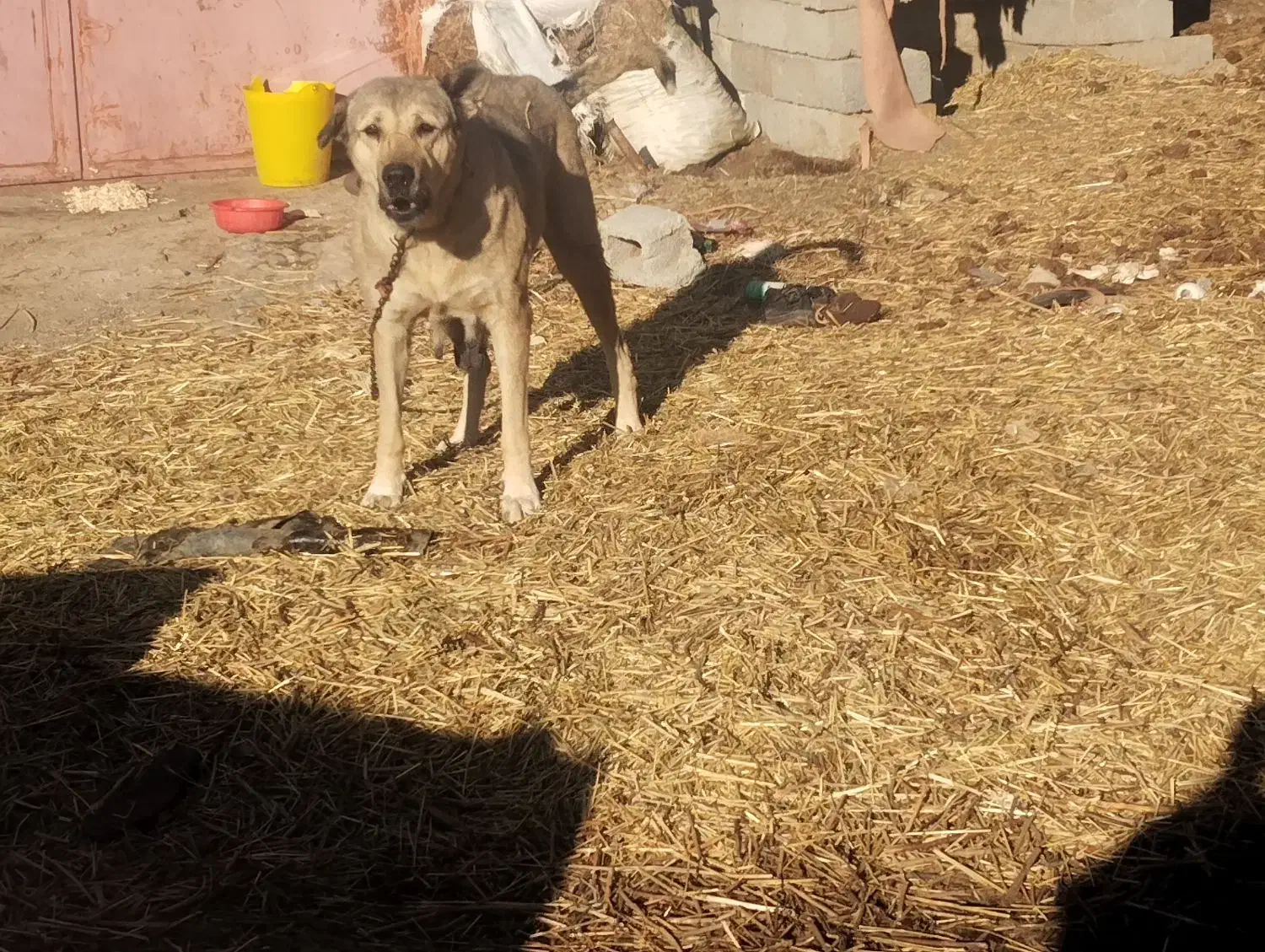 سگه  ماده|سگ|محمدیار, |دیوار