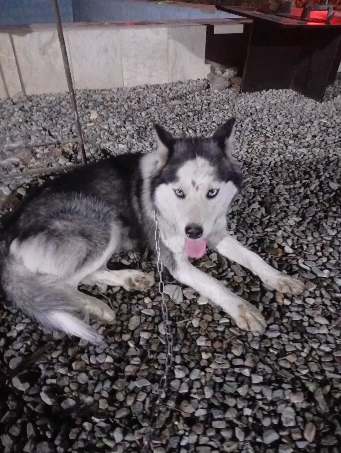 سگ هاسکی نر توله یک ساله معاوضه با گرینچیک|سگ|کهریزک, |دیوار