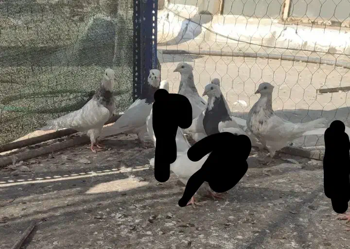 کبوتر طوقی|پرنده|لردگان, |دیوار