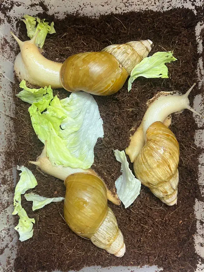 حلزون البینو|خزنده|اصفهان, براآن شمالی|دیوار