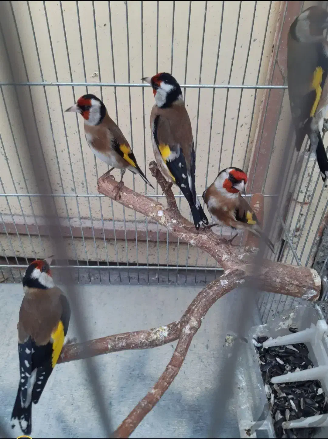 چند عددسهره درجه یک درجه یک|پرنده|همدان, |دیوار