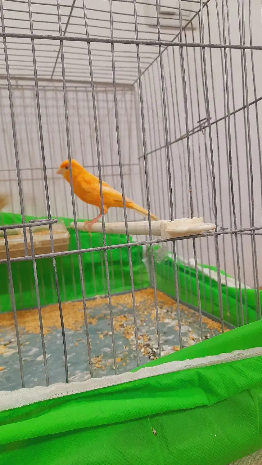 ۲ عددقناری نر مست آماده حلقه پا ۱۲۰۰|پرنده|خوی, |دیوار