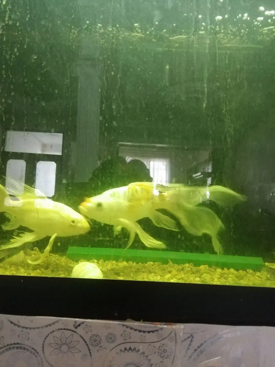 ماهی کوی سوپربال|ماهی|ملک‌آباد, |دیوار