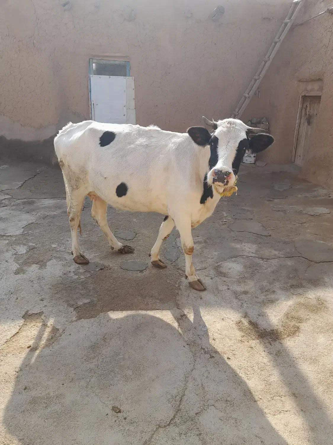 یک راس گاو|حیوانات مزرعه|بیجار, |دیوار