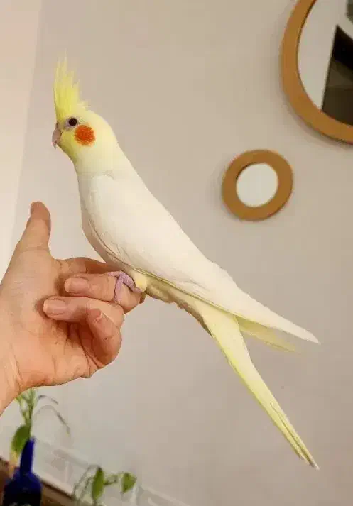 طوطی عروس هلندی لوتینو نر سخنگو نیمه دستی|پرنده|دزفول, |دیوار