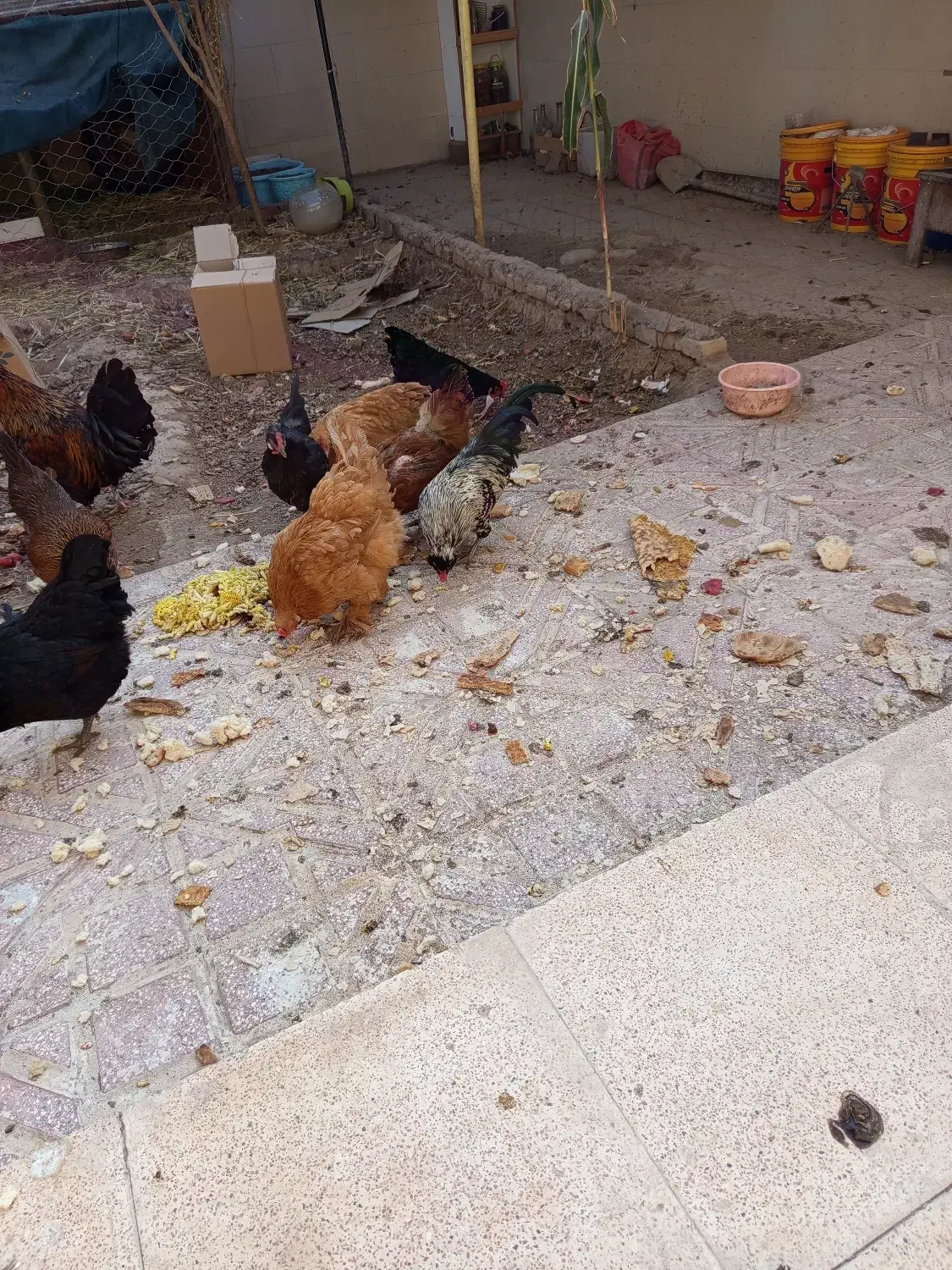 خروس ژاپنی|حیوانات مزرعه|سمنان, |دیوار