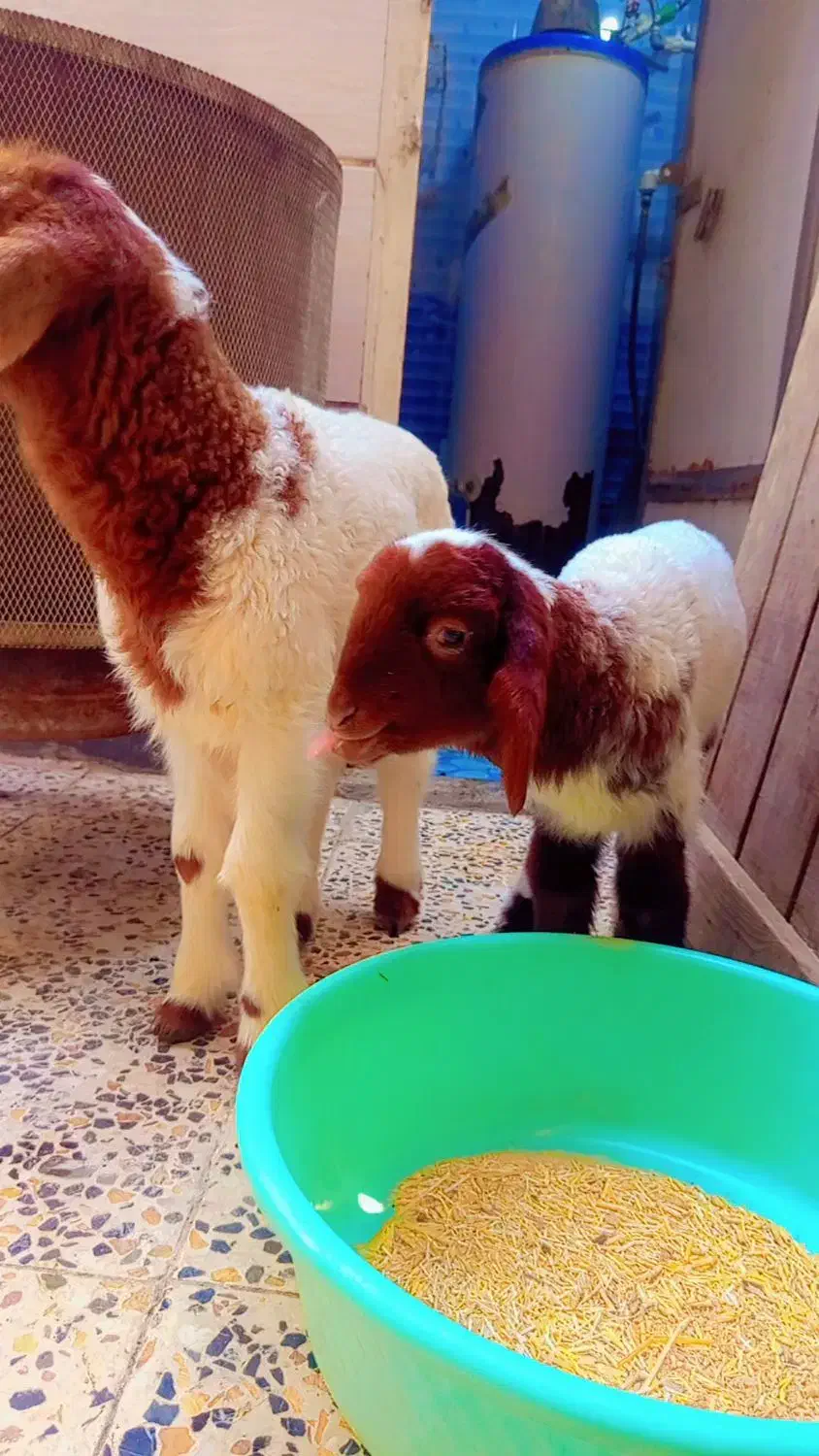 بره نر عربی دو عدد نر وماده|حیوانات مزرعه|اهواز, منازل کارون|دیوار