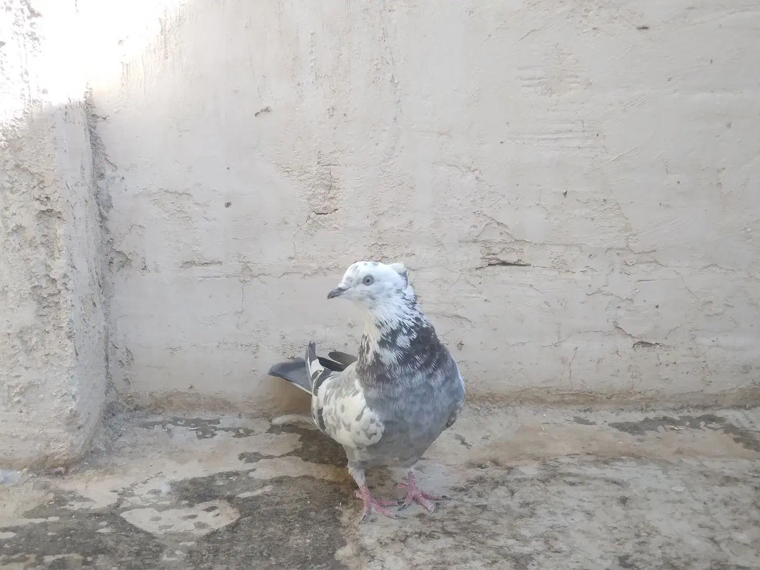 اصفهانی اصیل|پرنده|اصفهان, پوریای ولی|دیوار